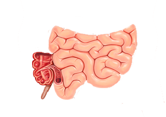 Digestive System - Blog